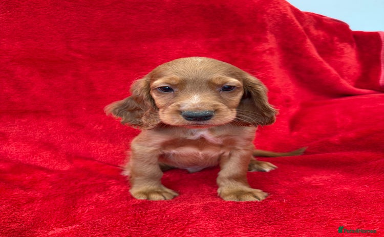 Cocker Spaniel dogs - Advert 4