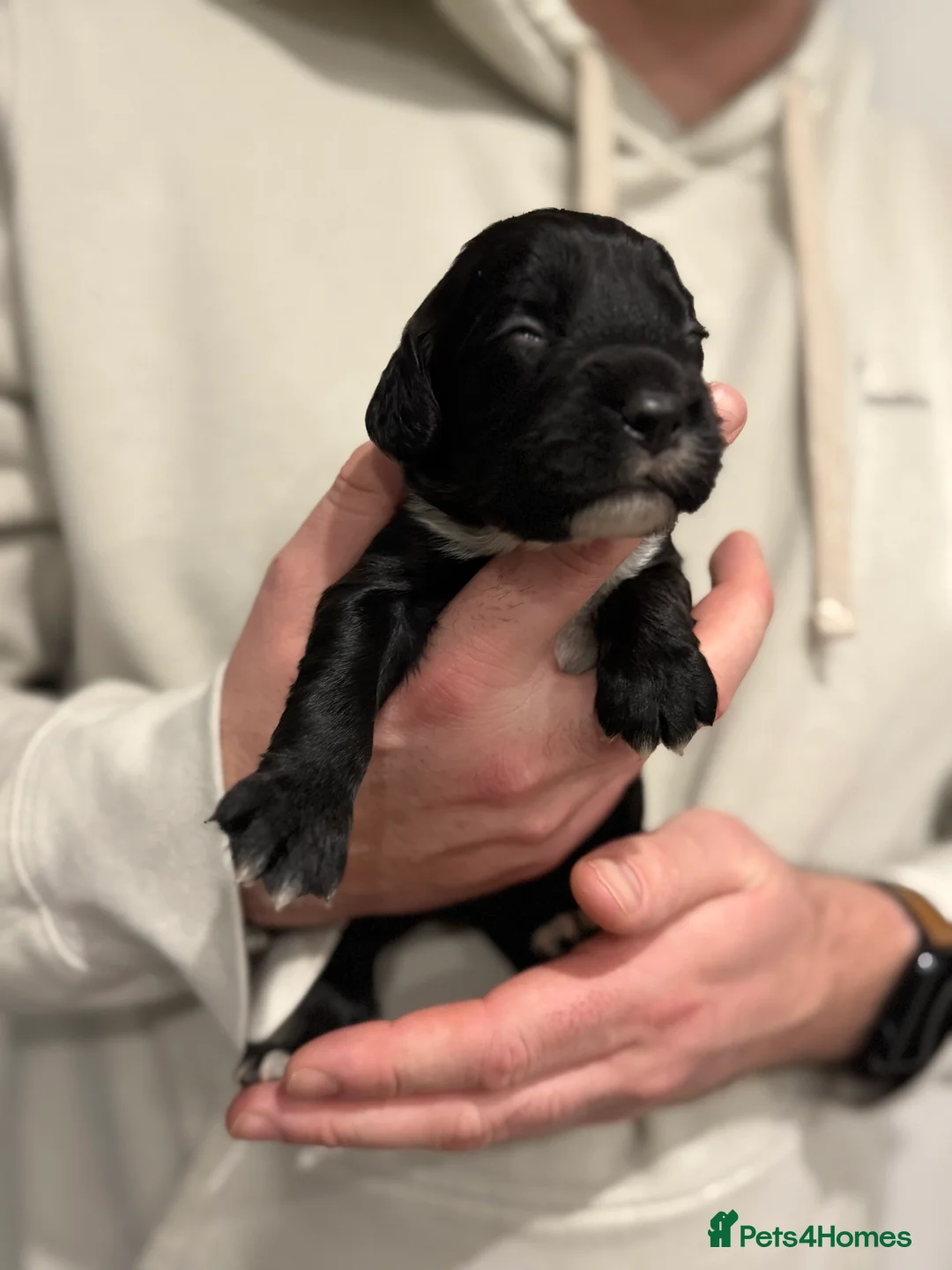 Sprocker dogs for sale: Sprocker pups looking for their forever home 🐶💕 - Advert 11