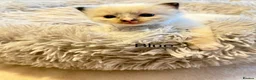 Ragdoll cats for sale: *** Beautiful Pure Ragdoll Kittens *** in Walsall - Advert 8