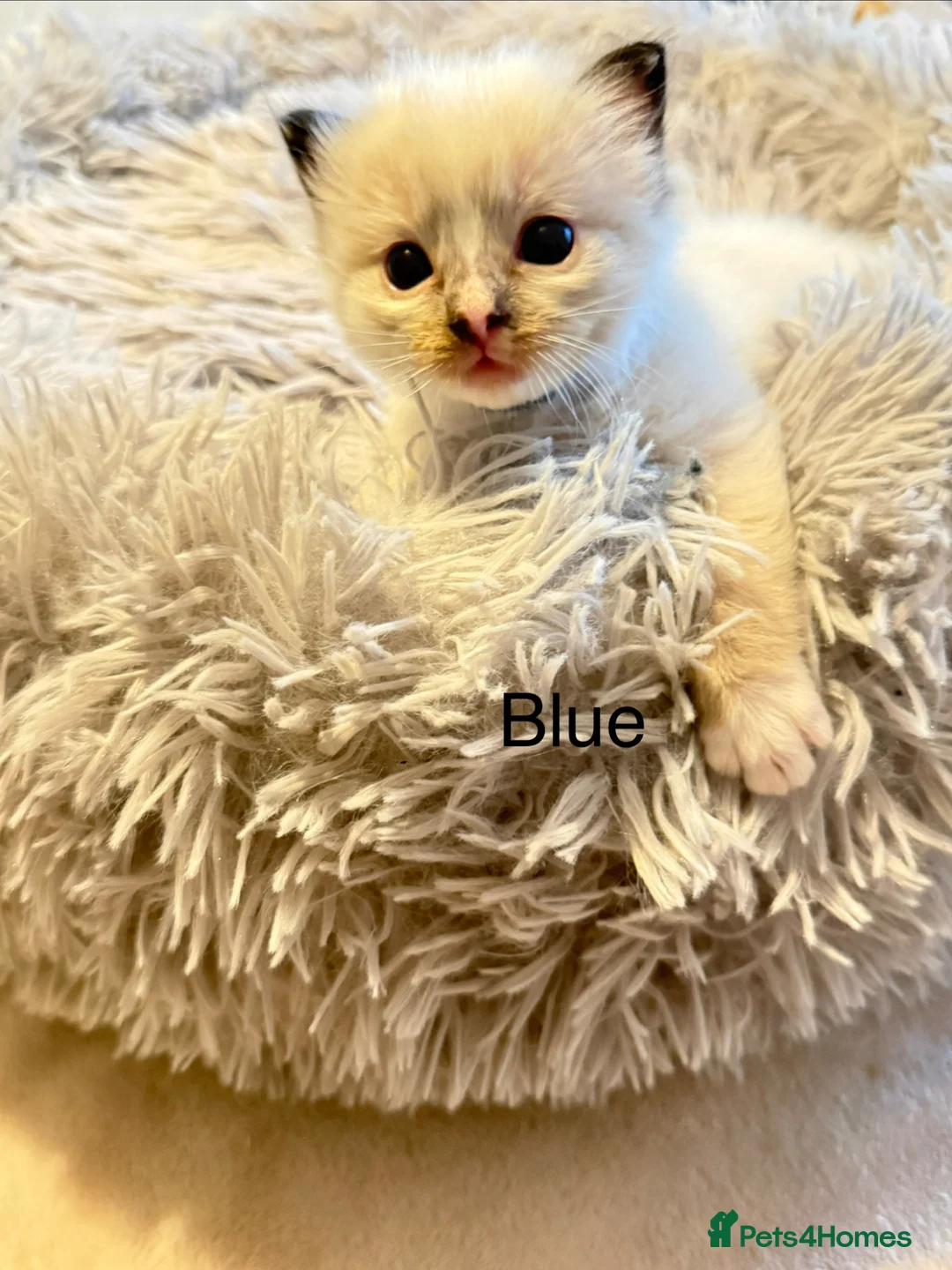 Ragdoll cats for sale: *** Beautiful Pure Ragdoll Kittens *** in Walsall - Advert 8