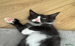 Maine Coon cats for sale: TICA registered large MaineCoon polydactyl kittens - Image 29