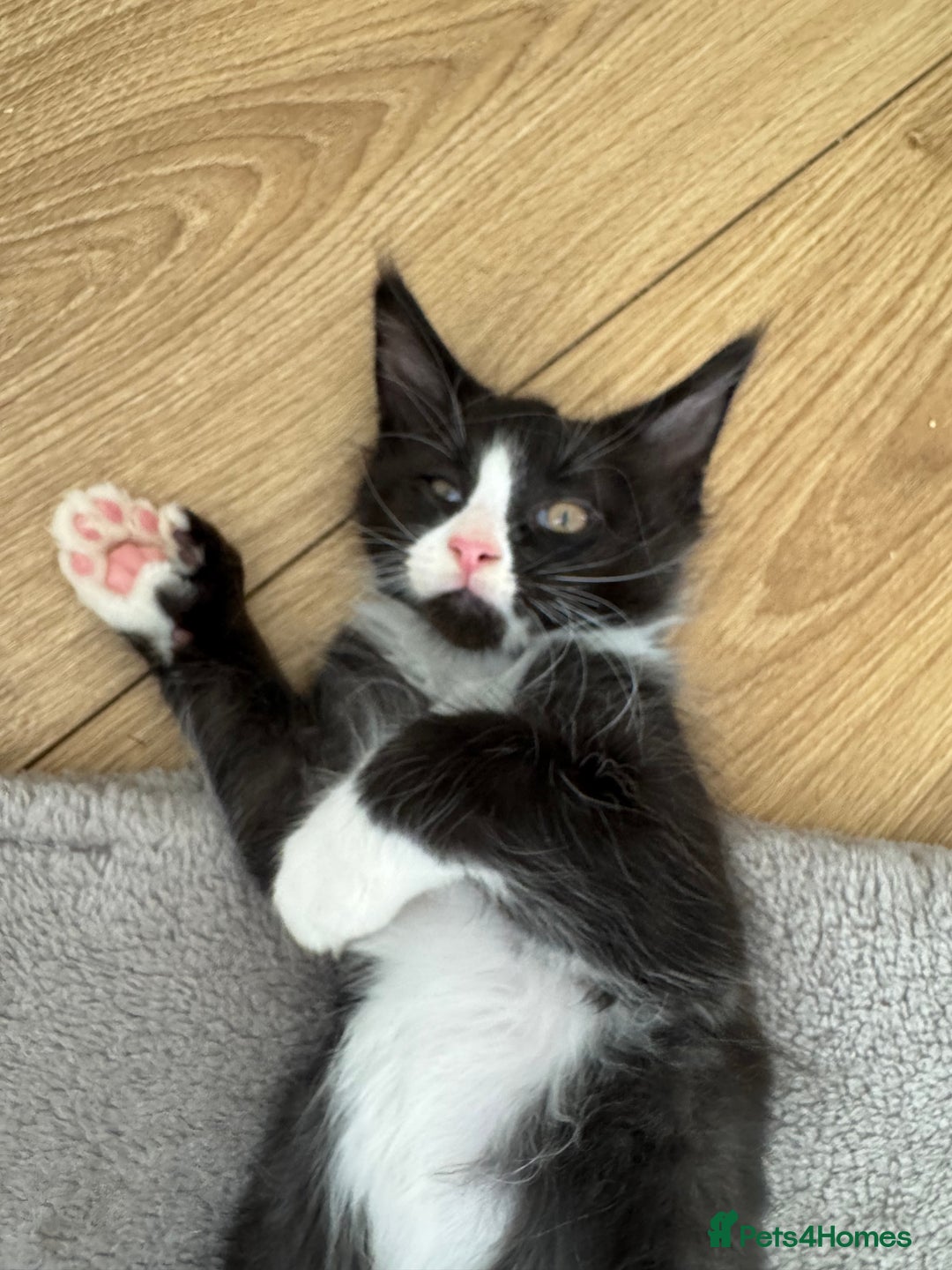 Maine Coon cats for sale: TICA registered large MaineCoon polydactyl kittens - Image 29