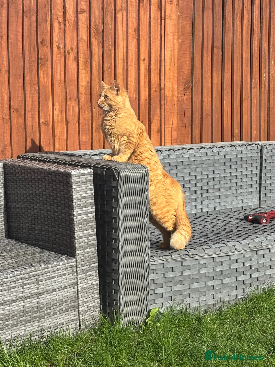 Mixed Breed cats for sale: Gorgeous white and ginger kittens - Advert 8