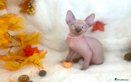 Sphynx cats for sale: 7 adorable Sphynx  looking for their forever home - Image 17