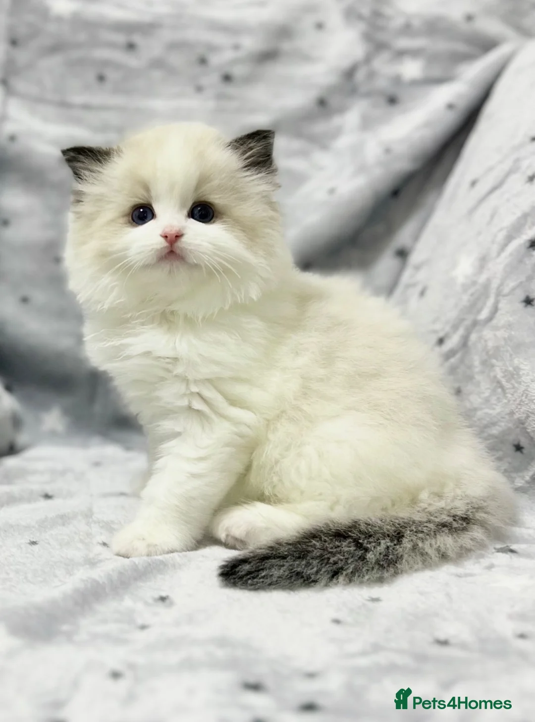 Ragdoll cats for sale: Stunning Seal Point Bicolour Ragdoll  - Advert 2