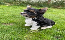 Yorkshire Terrier dogs for sale: York puppies for sale - Image 17
