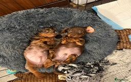 Miniature Dachshund dogs for sale: Miniature dachshund puppy brown boy ready to leave - Image 9