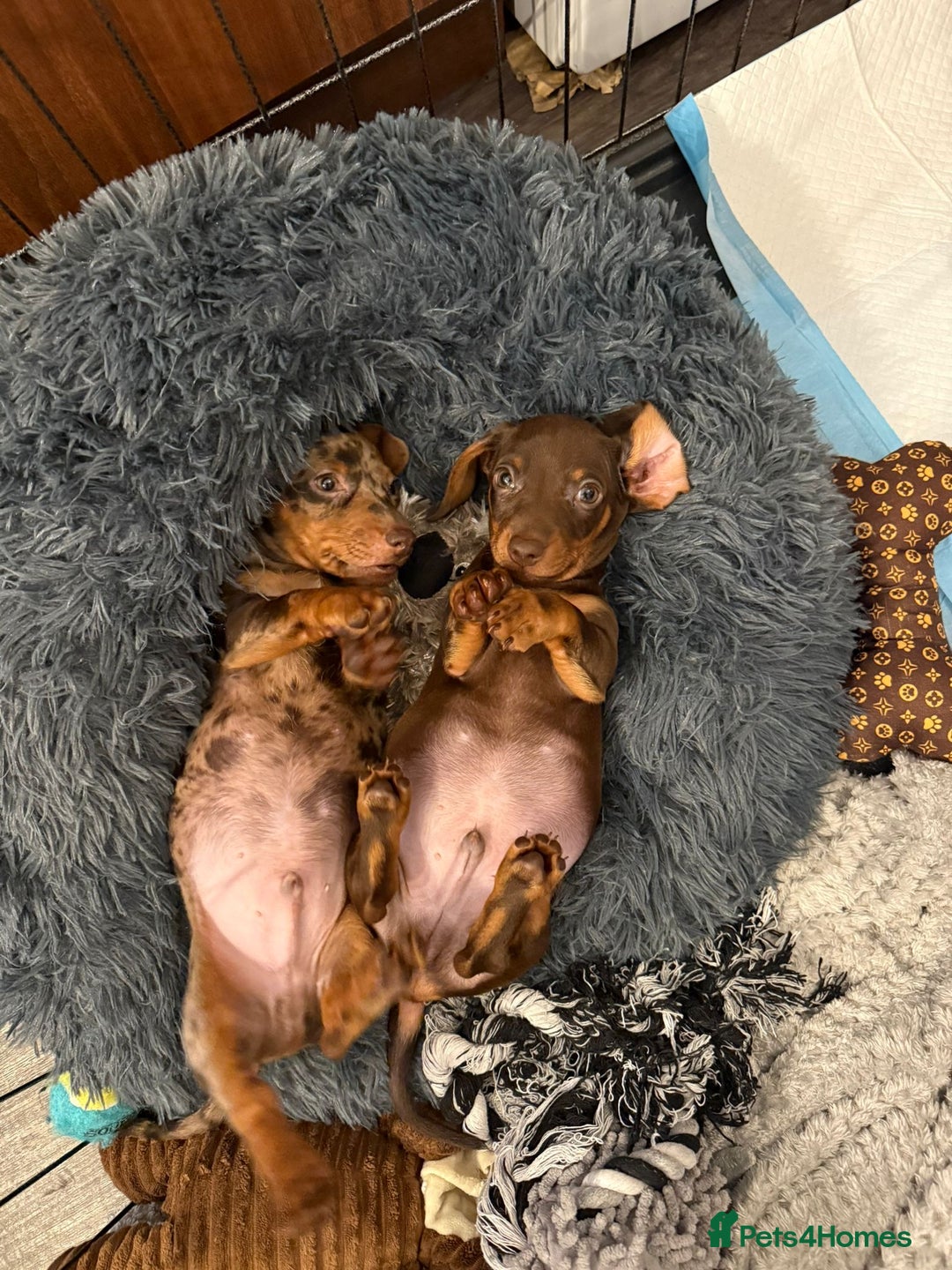 Miniature Dachshund dogs for sale: Miniature dachshund puppy brown boy ready to leave - Image 9