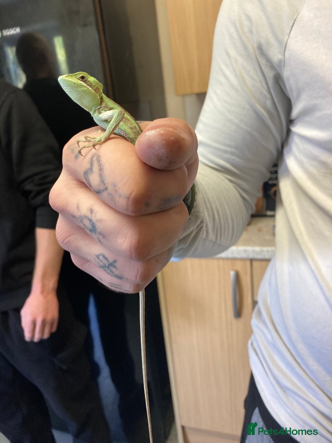 Iguana reptiles for sale: Eastern casquehead iguana - Image 5