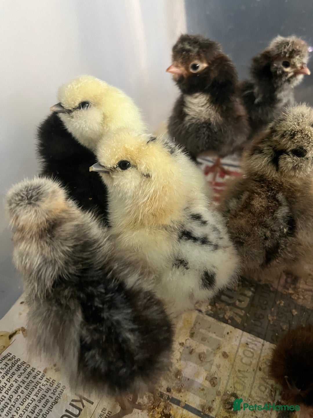 Chickens poultry for sale: Silkies - polish  - Image 5