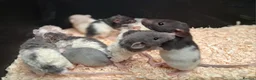 Rat rodents for sale: Baby Dumbo rats, Males & Females - Advert 1