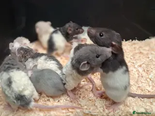 Rat rodents Baby Dumbo rats, Males & Females - Advert 1