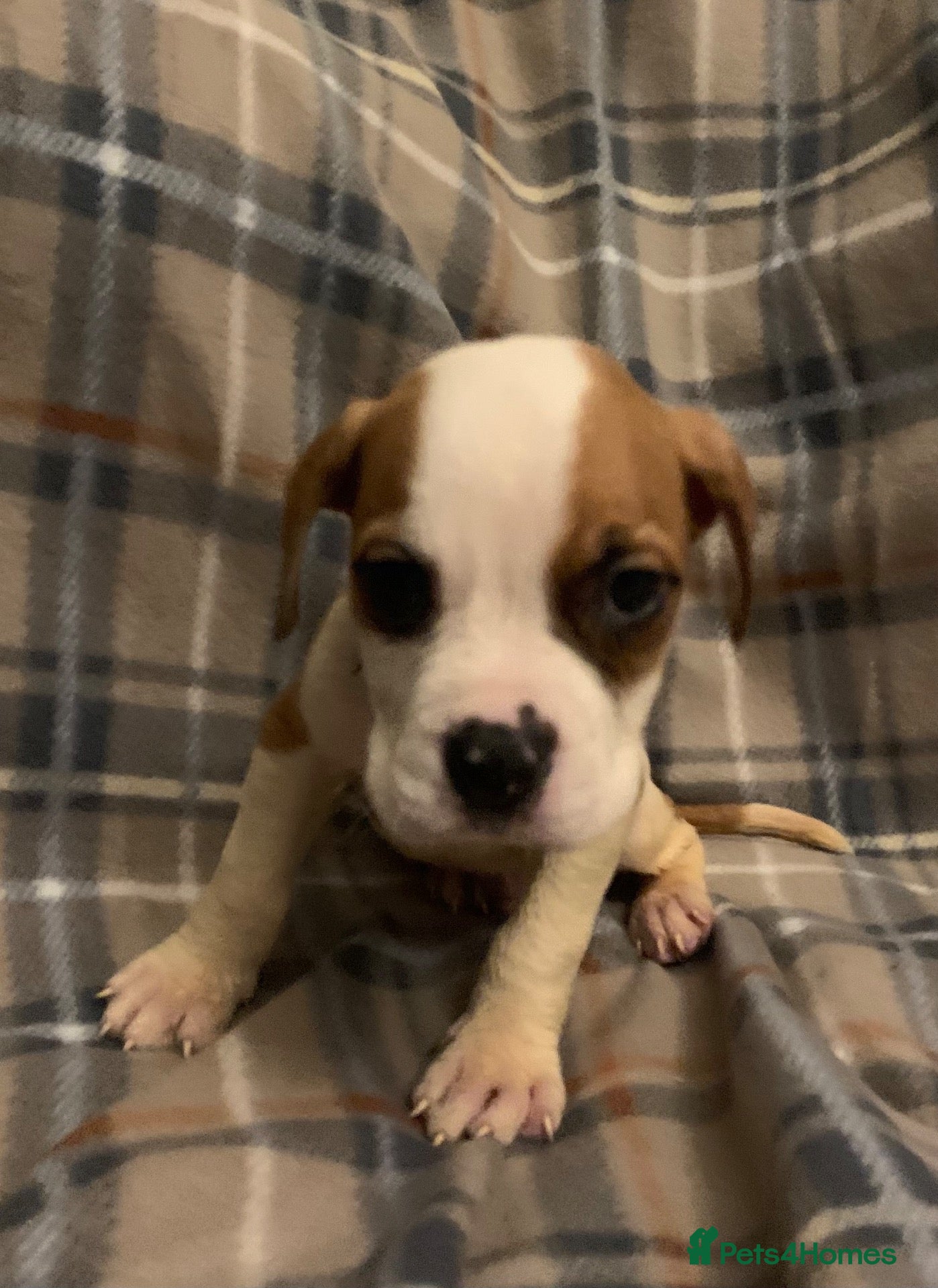 Mixed Breed dogs for sale: Large mix dog breed  - Advert 19