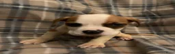 Mixed Breed dogs for sale: Large mix dog breed  in Edinburgh - Advert 9