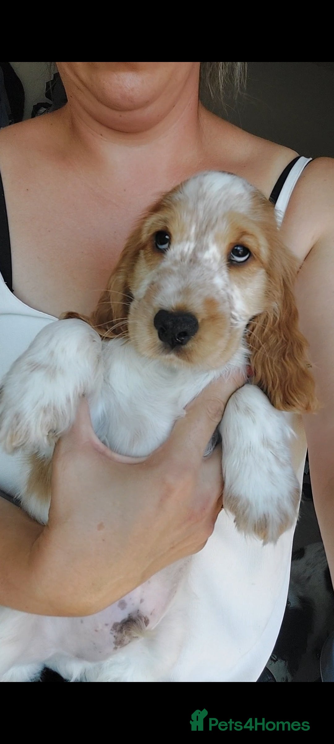Cocker Spaniel dogs Show type Cocker Spaniel puppies  - Advert 18
