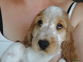Cocker Spaniel dogs Show type Cocker Spaniel puppies - Advert 18