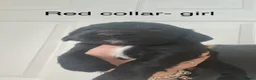 Cocker Spaniel dogs for sale: Cocker spaniel puppies 🐶  - Advert 3