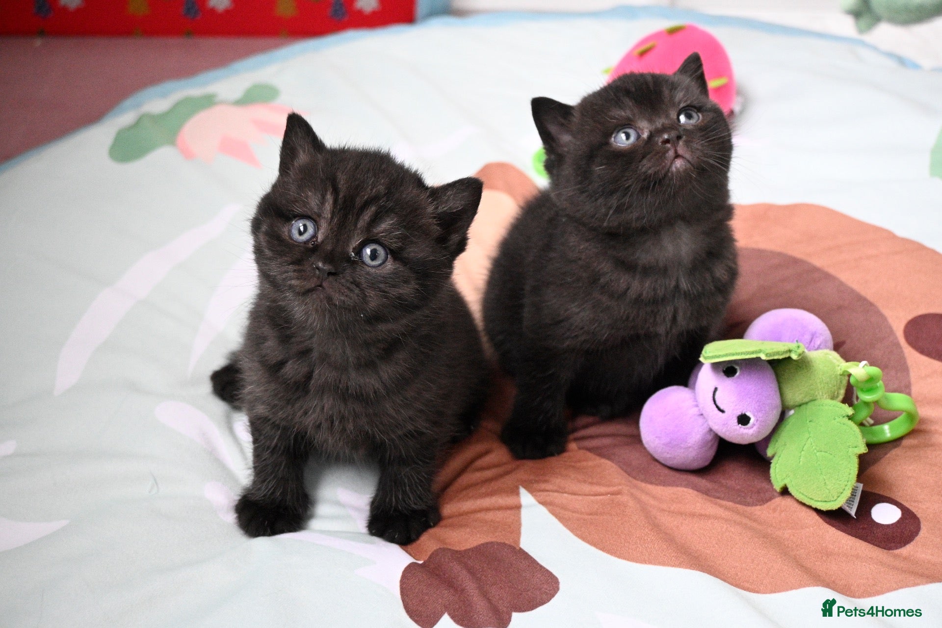 British Shorthair cats 🏆Champions line🏆BSH Kittens Tica reg  - Advert 1