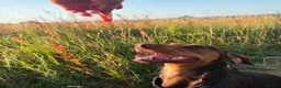 Mixed Breed dogs for sale: Dachshund mix - Advert 3