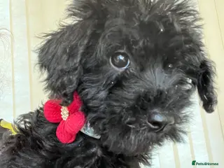 Miniature Schnauzer dogs 🐾🐶Adorable Cavaschnauzer Pups 🐶🐾 - Advert 1