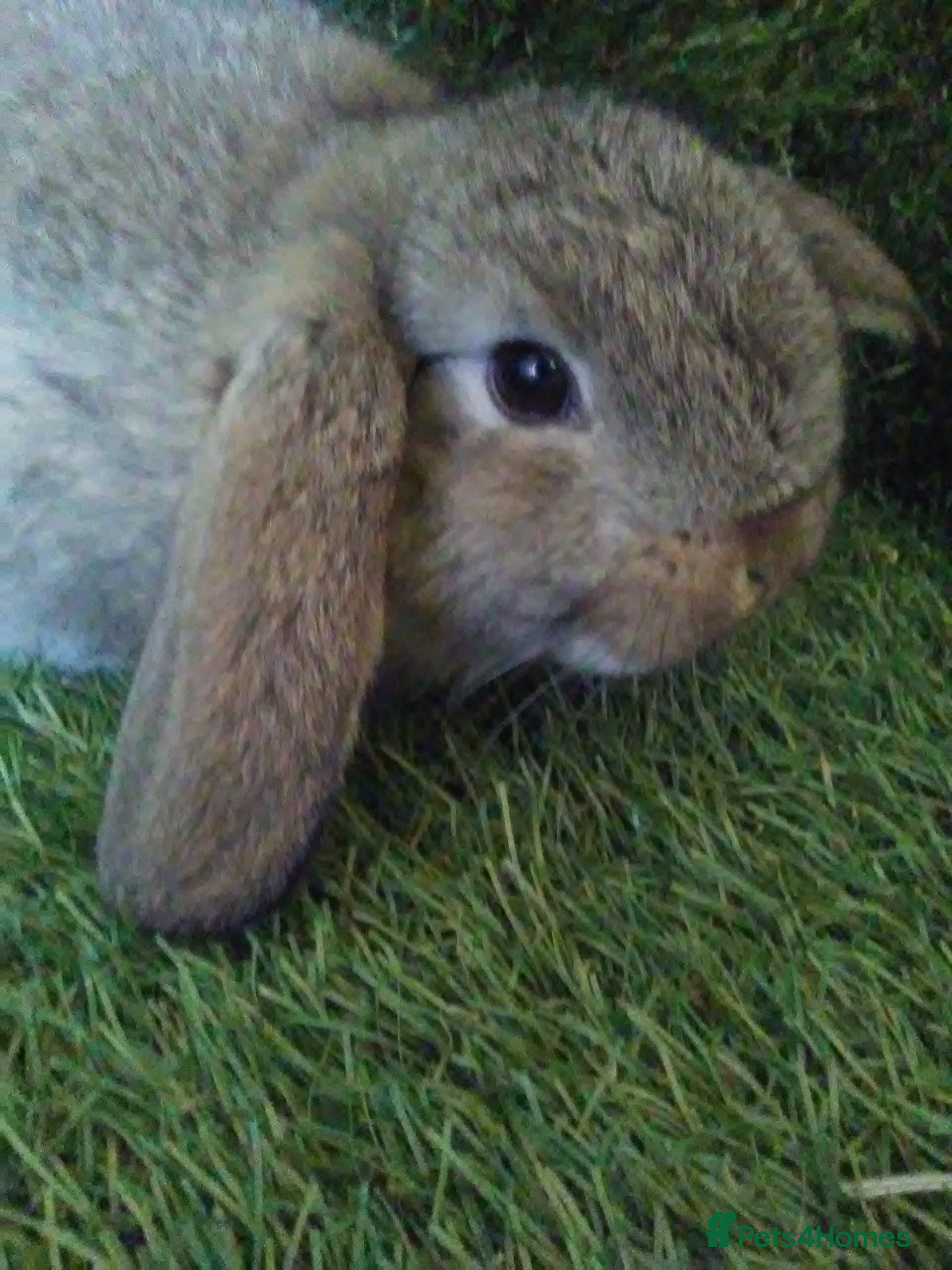 Lionhead rabbits Giant lops - Advert 5