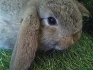 Lionhead rabbits Giant lops - Advert 5