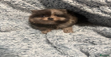 Pomeranian dogs Very adorable Pomeranian Puppies - Advert 16