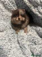 Pomeranian dogs Very adorable Pomeranian Puppies - Advert 2