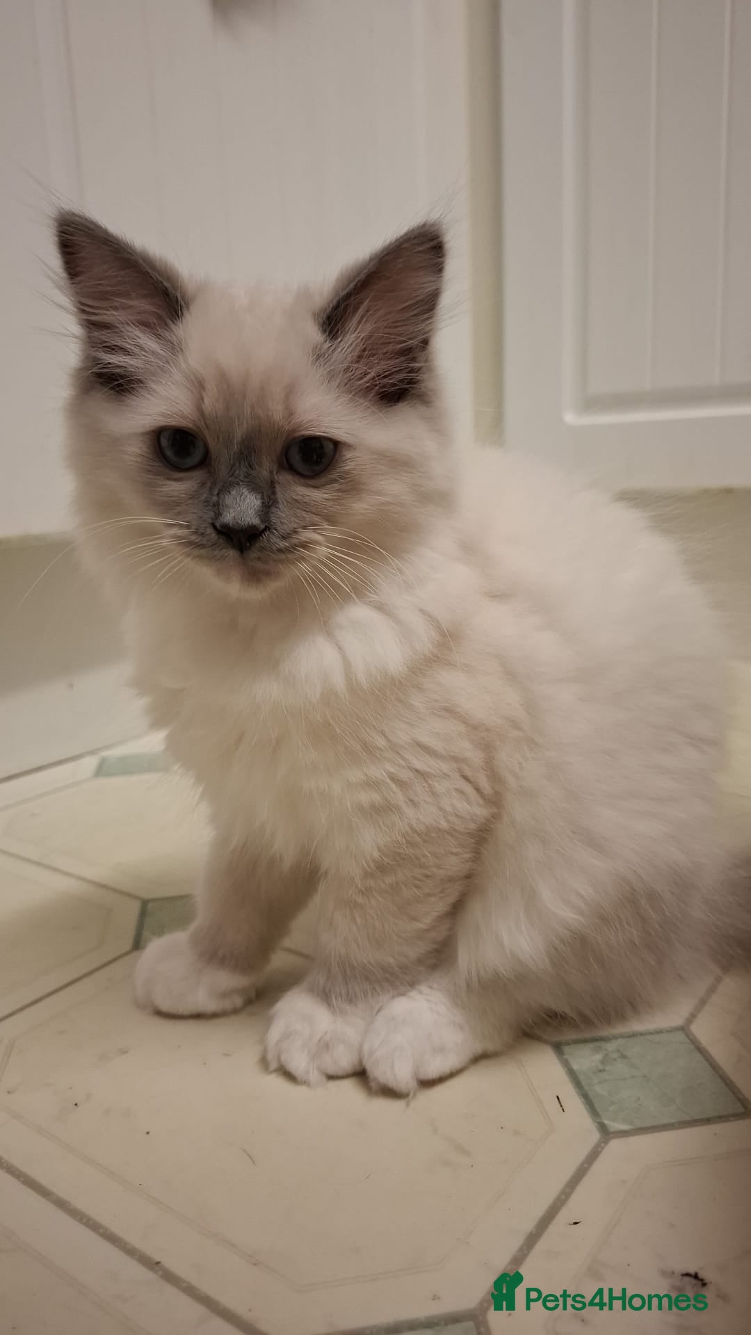 Ragdoll cats for sale: Ragdolls - Image 8