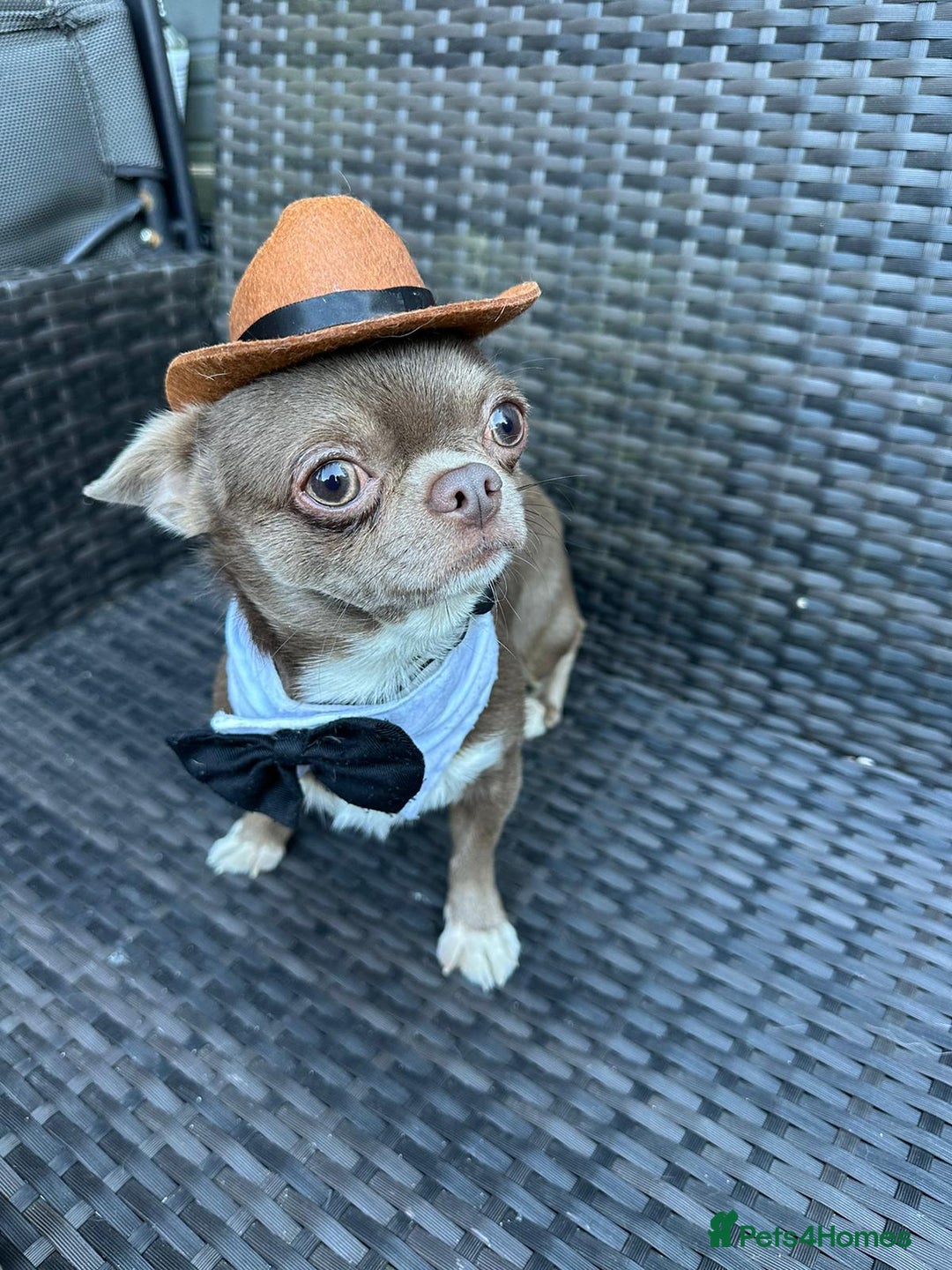 Chihuahua dogs for stud: KC lilac stud in Dagenham - Advert 2