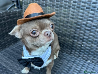 Chihuahua dogs KC lilac stud in Dagenham - Advert 11