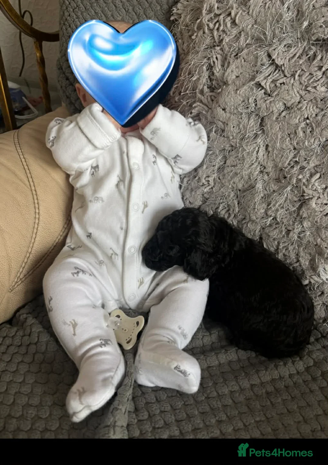 Mixed Breed dogs for sale: Miniature / toy poodles in Morecambe - Advert 2