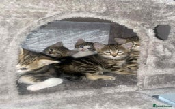 Mixed Breed cats for sale: Adorable Kittens Looking for Forever Homes! 🐱💕 - Image 21