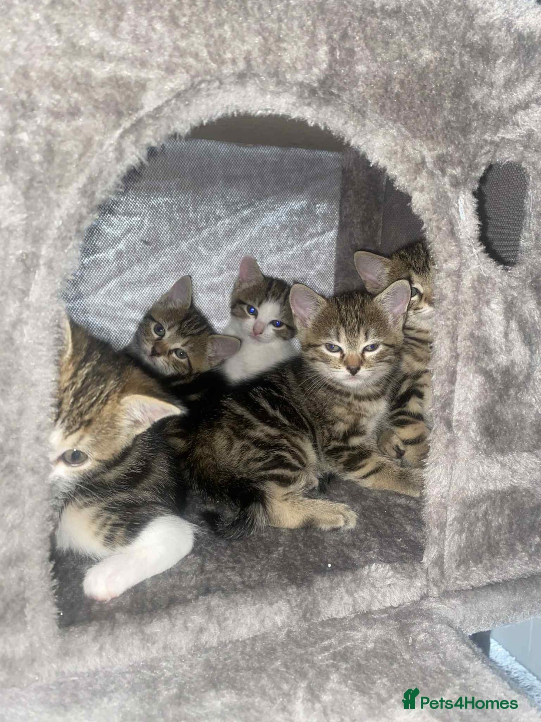 Mixed Breed cats for sale: Adorable Kittens Looking for Forever Homes! 🐱💕 - Image 21
