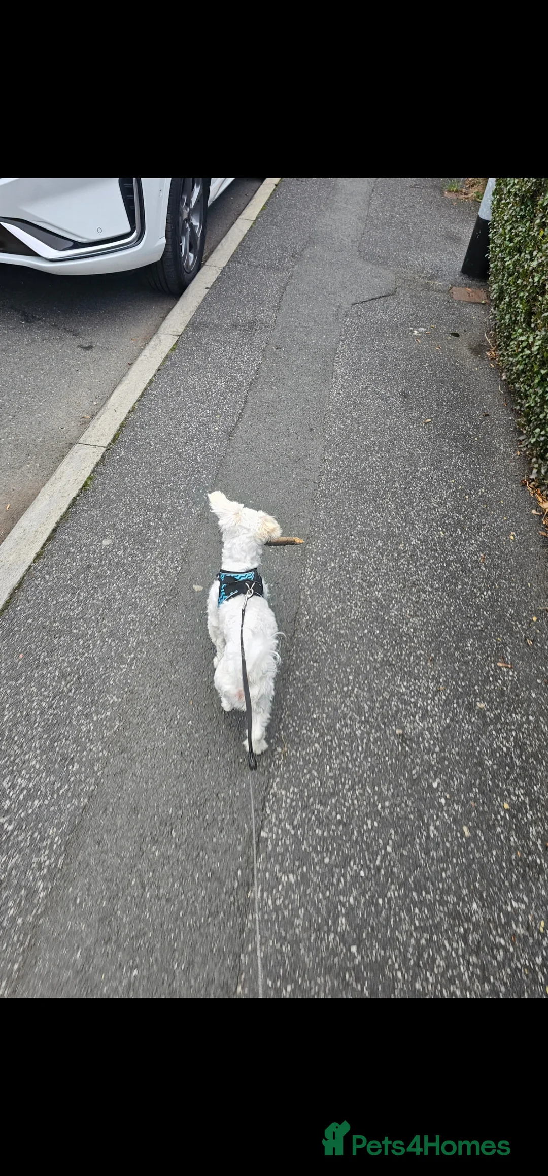 Maltese dogs for sale: Purebred Maltese Boy  - Advert 2