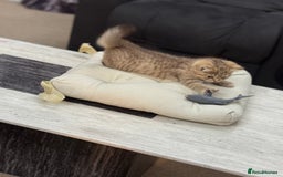British Shorthair cats for sale: British shorthair  - Image 14