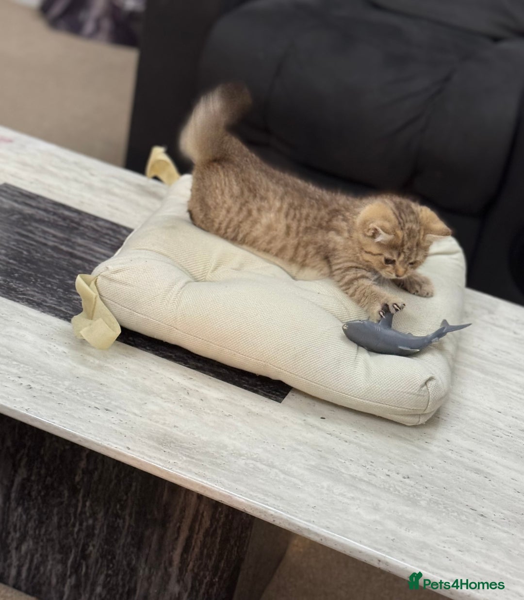 British Shorthair cats for sale: British shorthair  - Image 14
