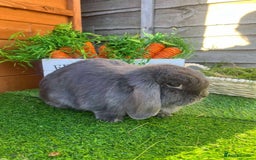 Mini Lop rabbits for sale: Mini lops  - Advert 20
