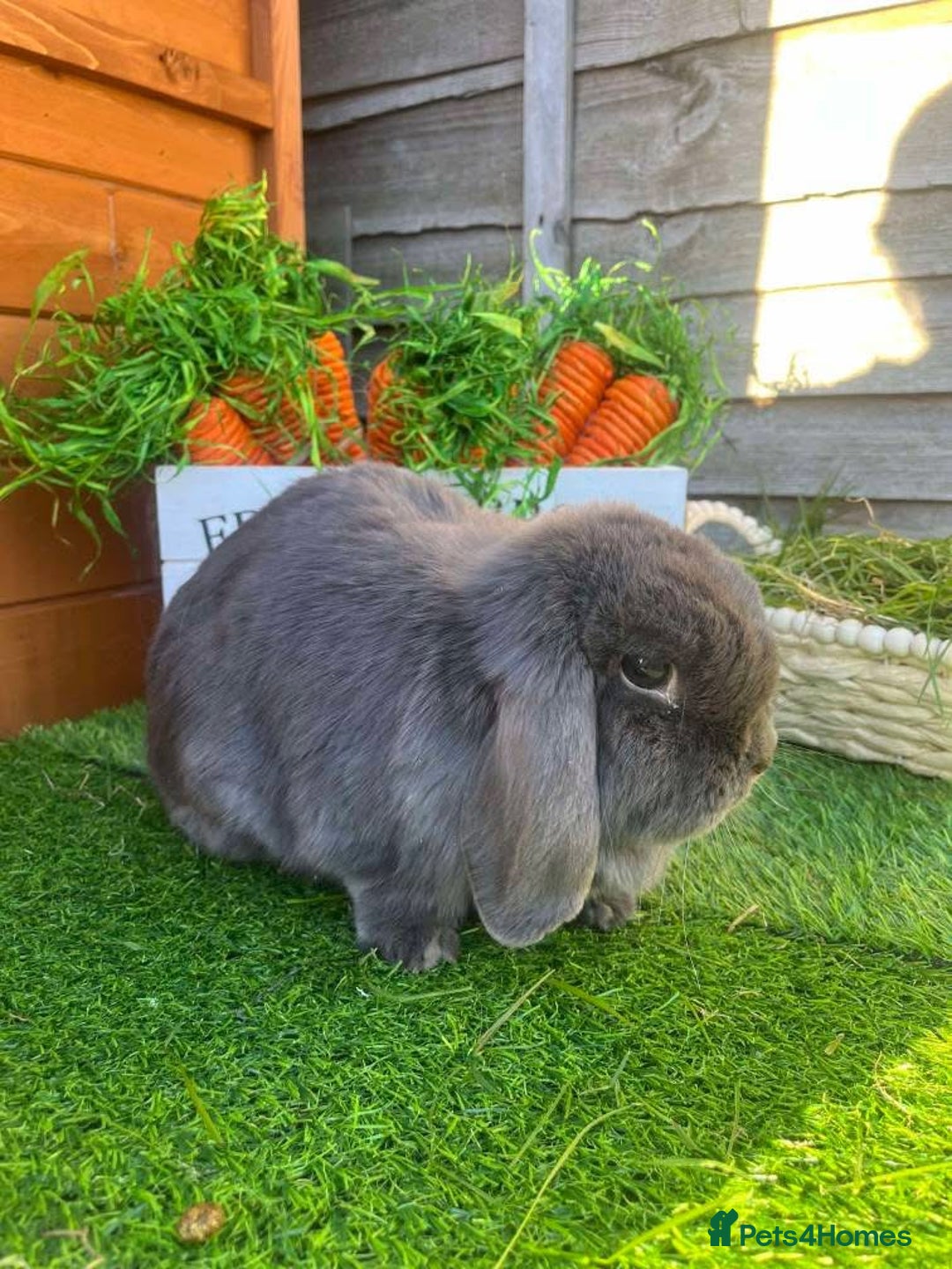 Mini Lop rabbits for sale: Mini lops  - Advert 20
