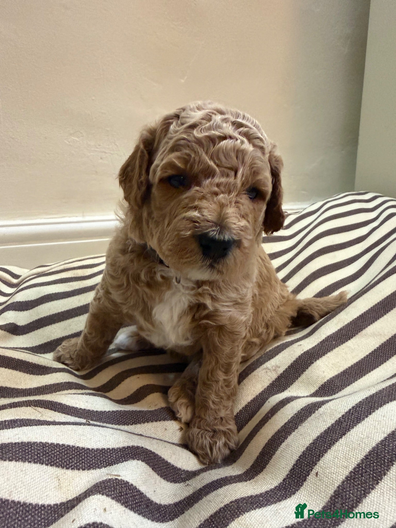 Mini Goldendoodle dogs Mini Goldendoodle puppies 🐶🫶🏻 - Advert 2