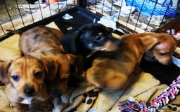 Dachshund dogs for sale: Unusual colour beautiful miniature dachshound pups - Advert 18