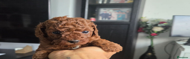 Toy Poodle Puppy 1
