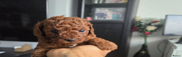 Toy Poodle dogs for sale: Gorgeous Red Toy Poodle Puppies - Advert 4