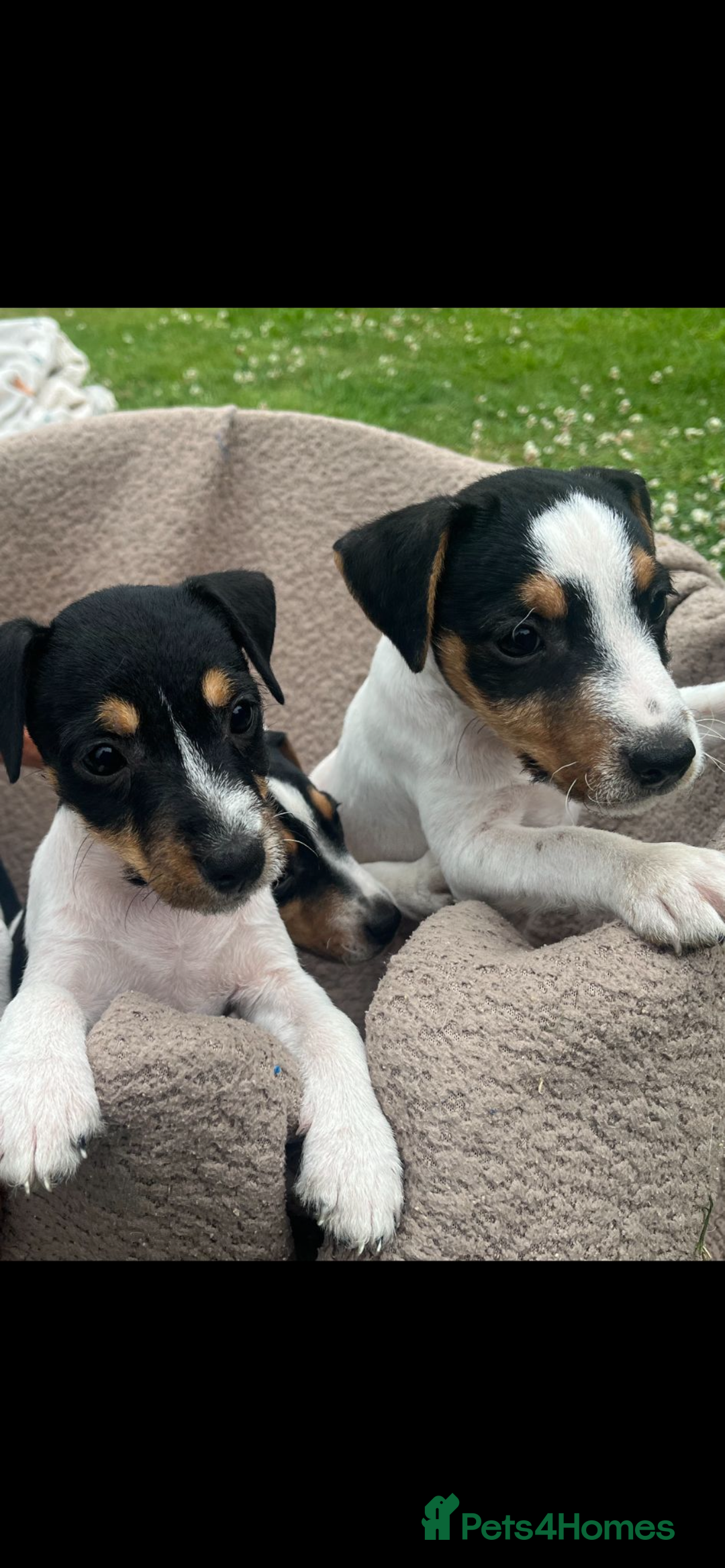 Jack Russell dogs for sale: JACKRUSSELL PUPPYS in Shrewsbury - Image 12