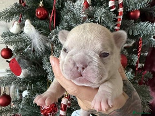French Bulldog dogs French bulldog puppies - Advert 1