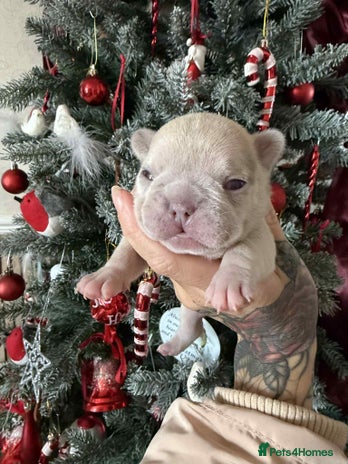 French Bulldog dogs French bulldog puppies - Advert 1