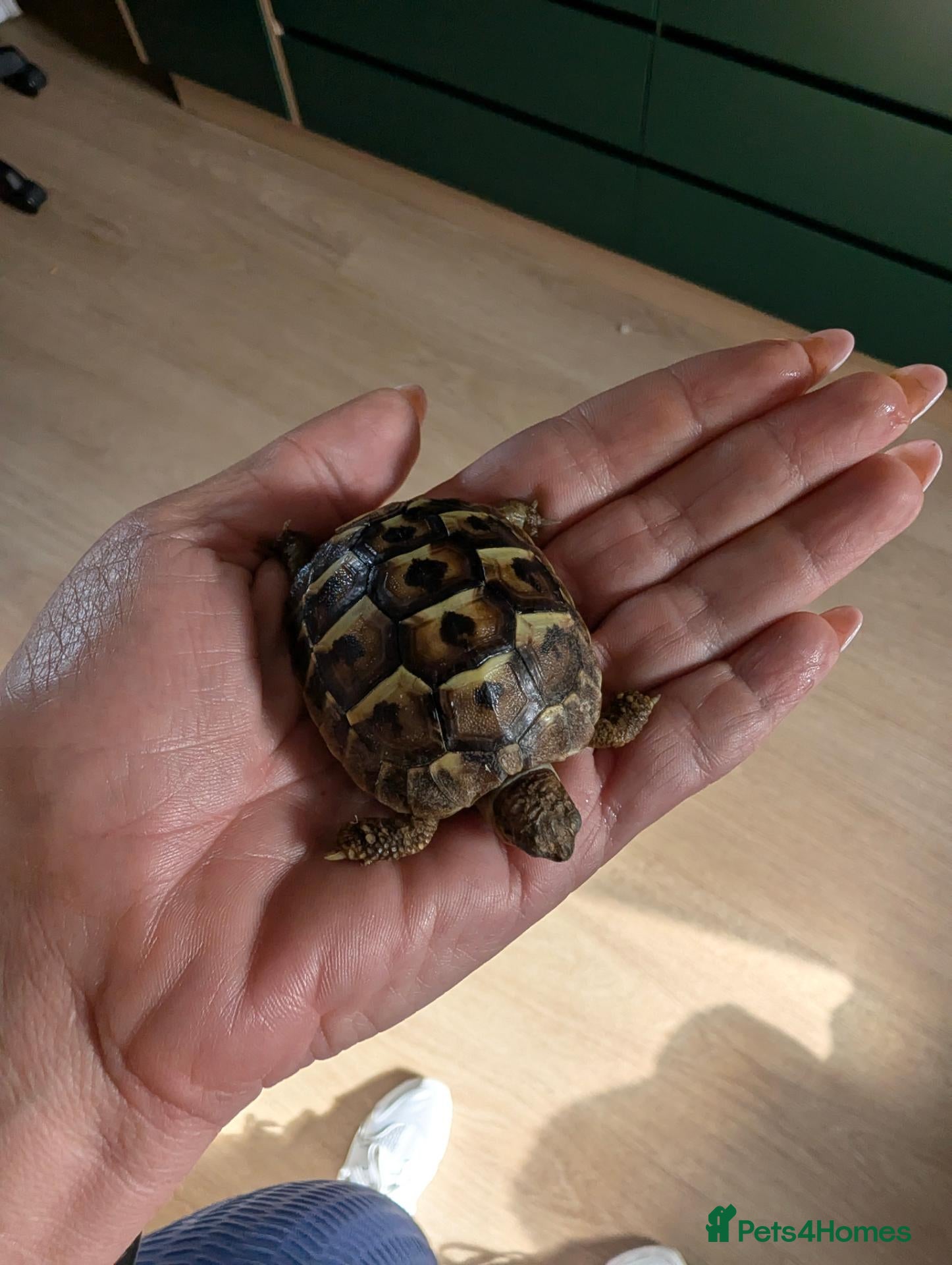 Tortoise reptiles Herman dwarf  - Advert 2