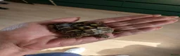 Tortoise reptiles for sale: Herman dwarf  in Banbury - Advert 1