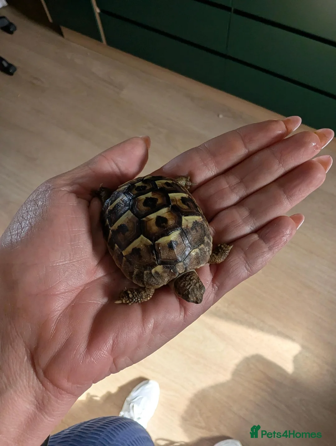 Tortoise reptiles for sale: Herman dwarf  in Banbury - Advert 1