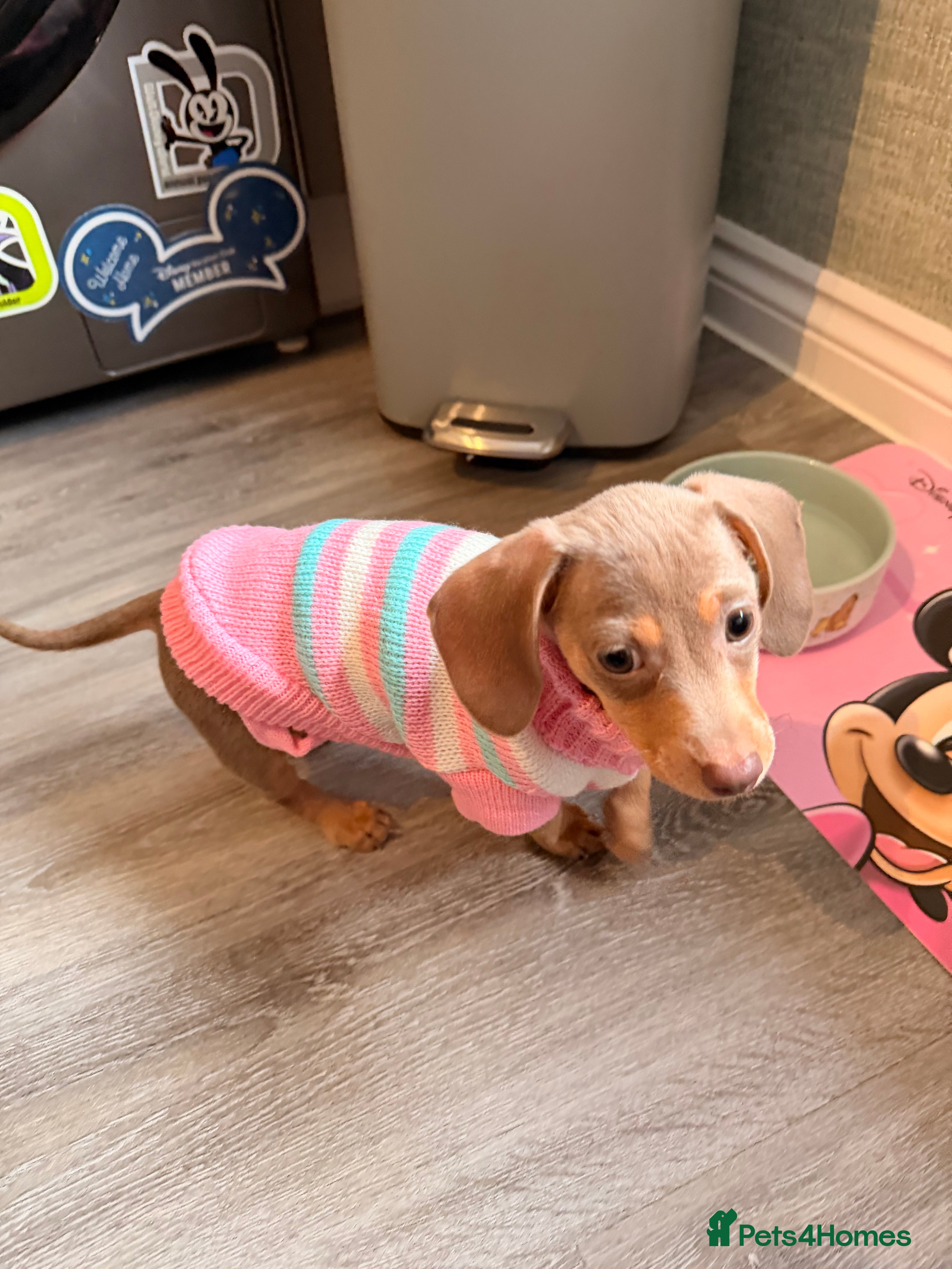 Miniature Dachshund dogs Miniature Dachshund 14 weeks - Advert 1